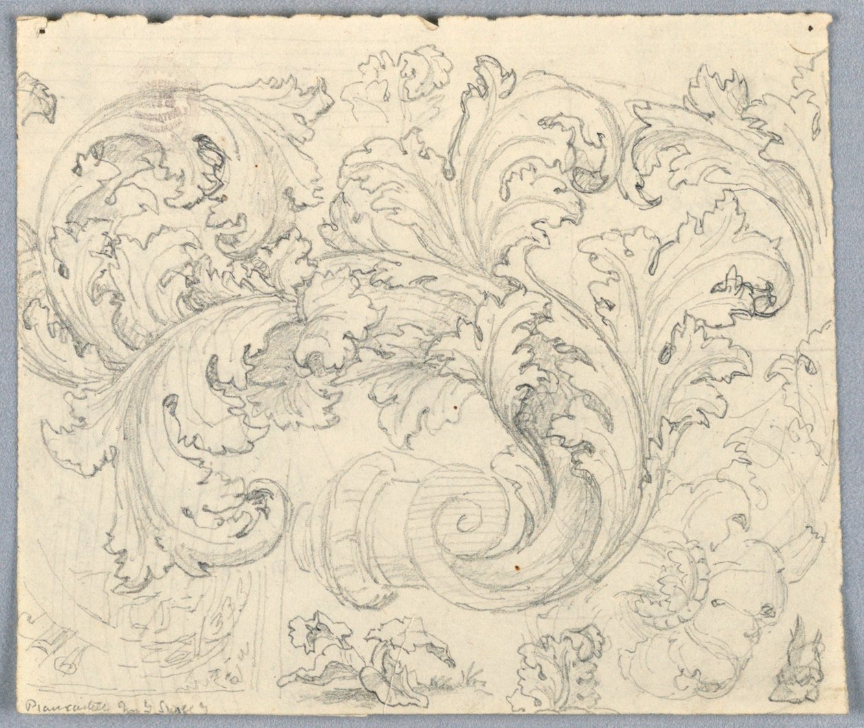 Studie for Curling Acanthus Ornament av Unknown artist