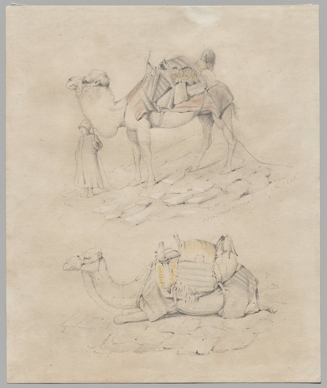 Studie av kameler av Unknown artist