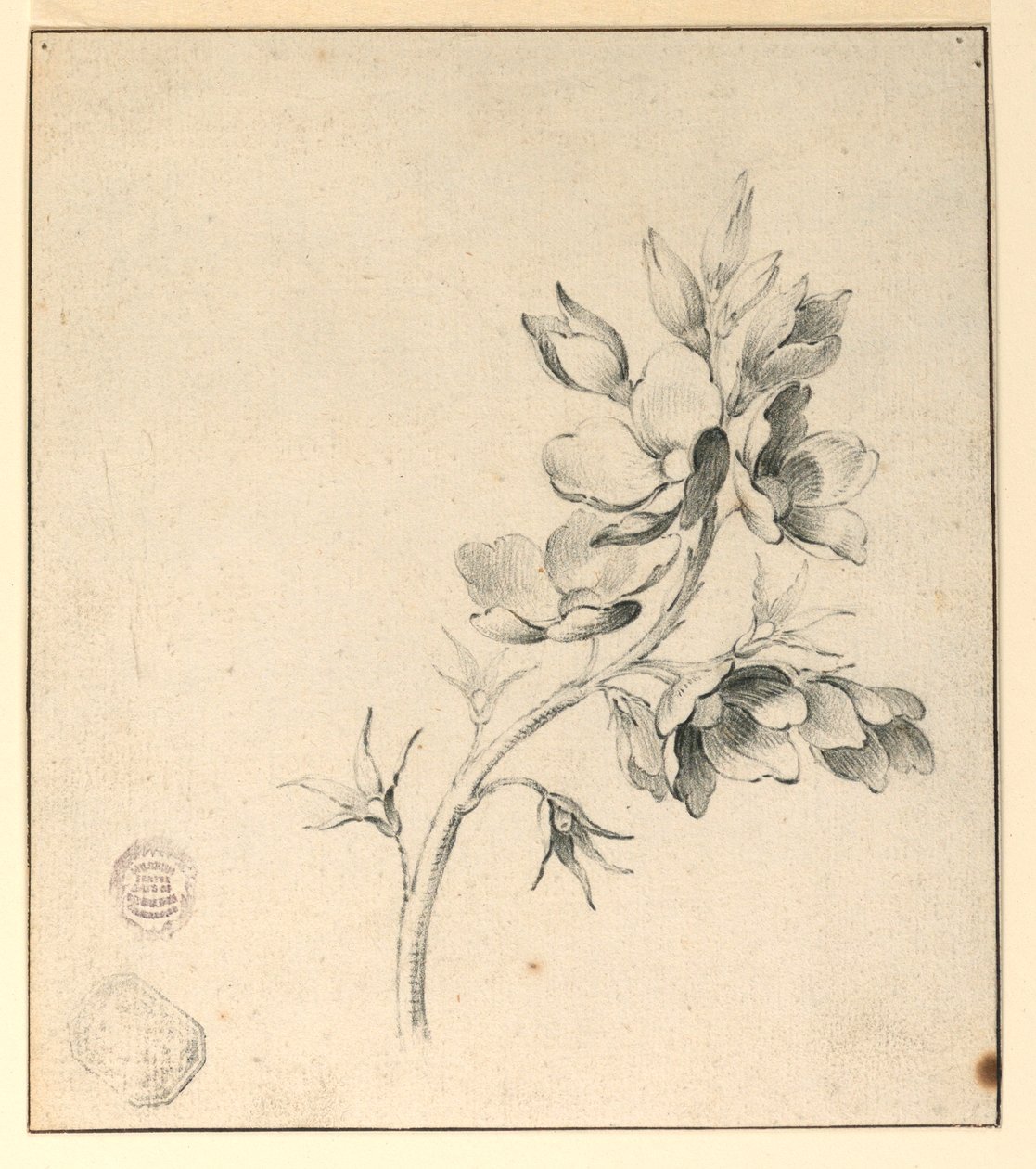 Studie av en gren av ville roser av Unknown artist