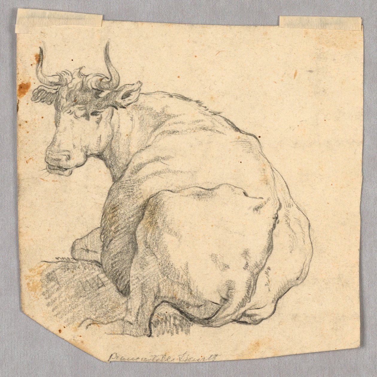 Studiul unui Cownorwegian av Unknown artist