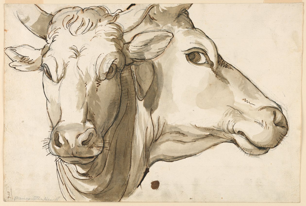 Studie av en ku av Unknown artist