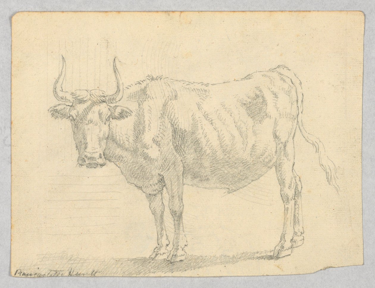 Studie av en ku av Unknown artist