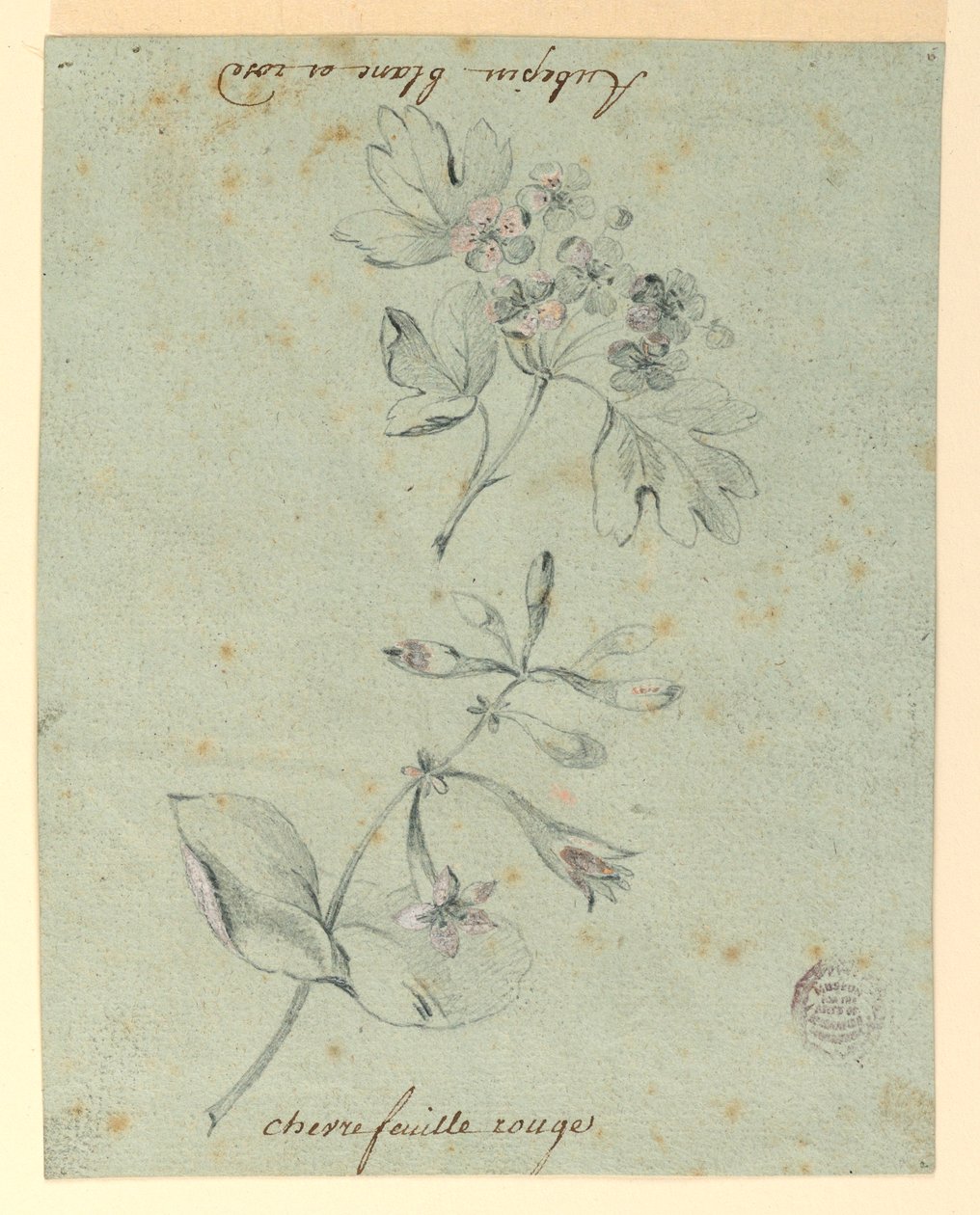 Studie av en Hawthorne og Honeysuckle Bough av Unknown artist