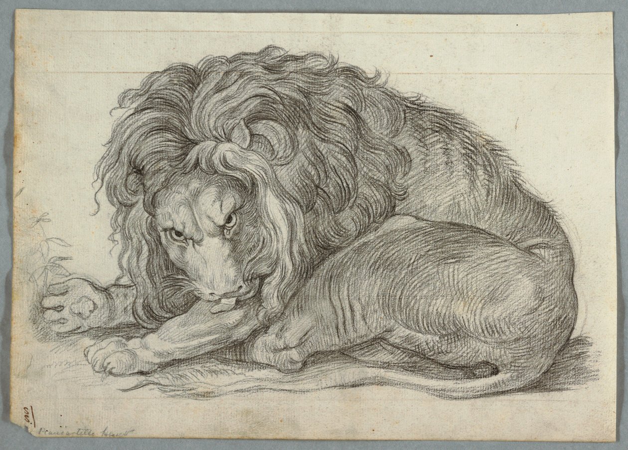 Studie av en løve av Unknown artist