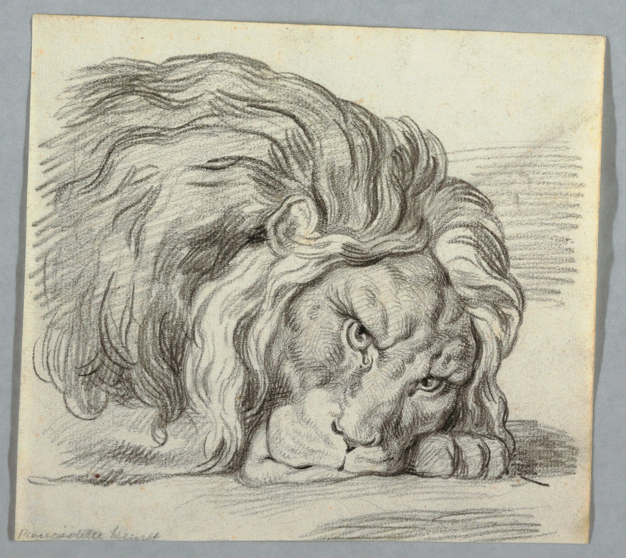 Studie av en løve av Unknown artist