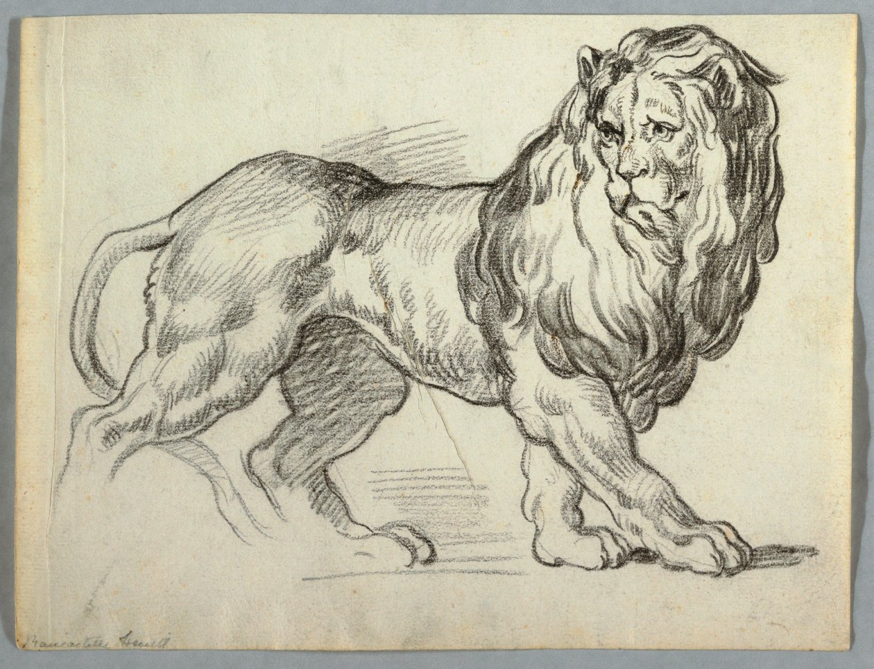 Studie av en løve av Unknown artist