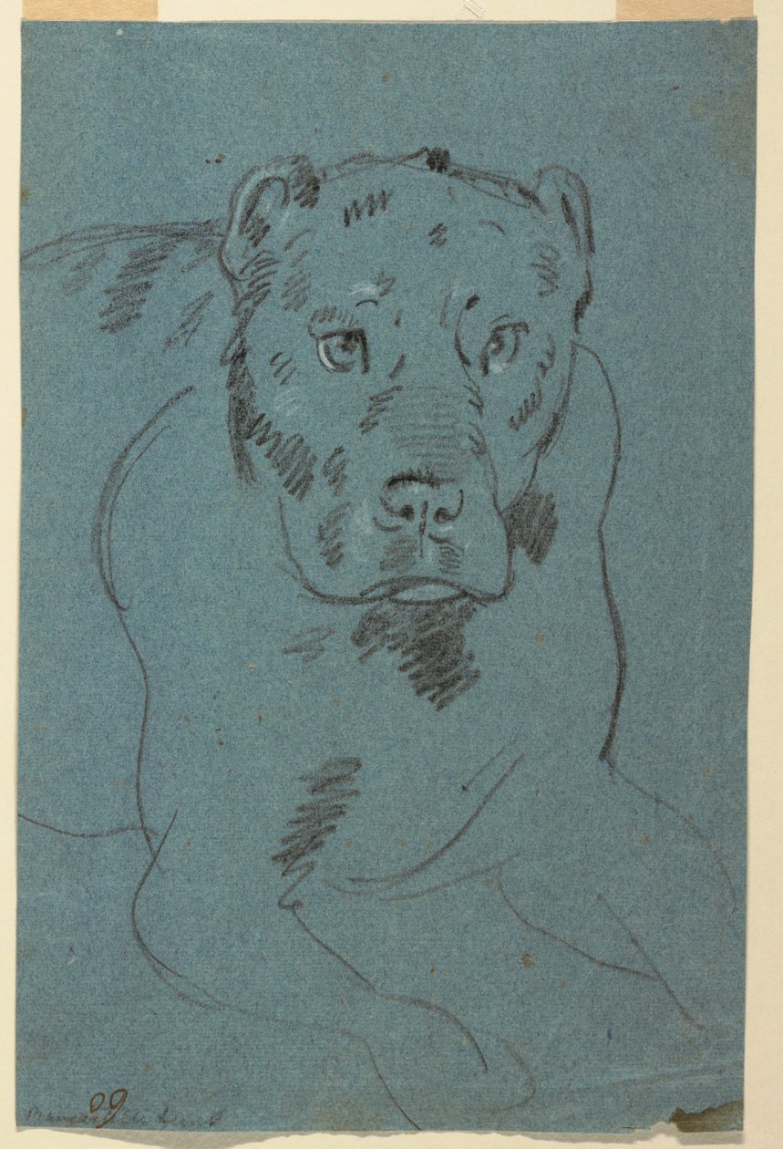 Studie av en løvinne av Unknown artist