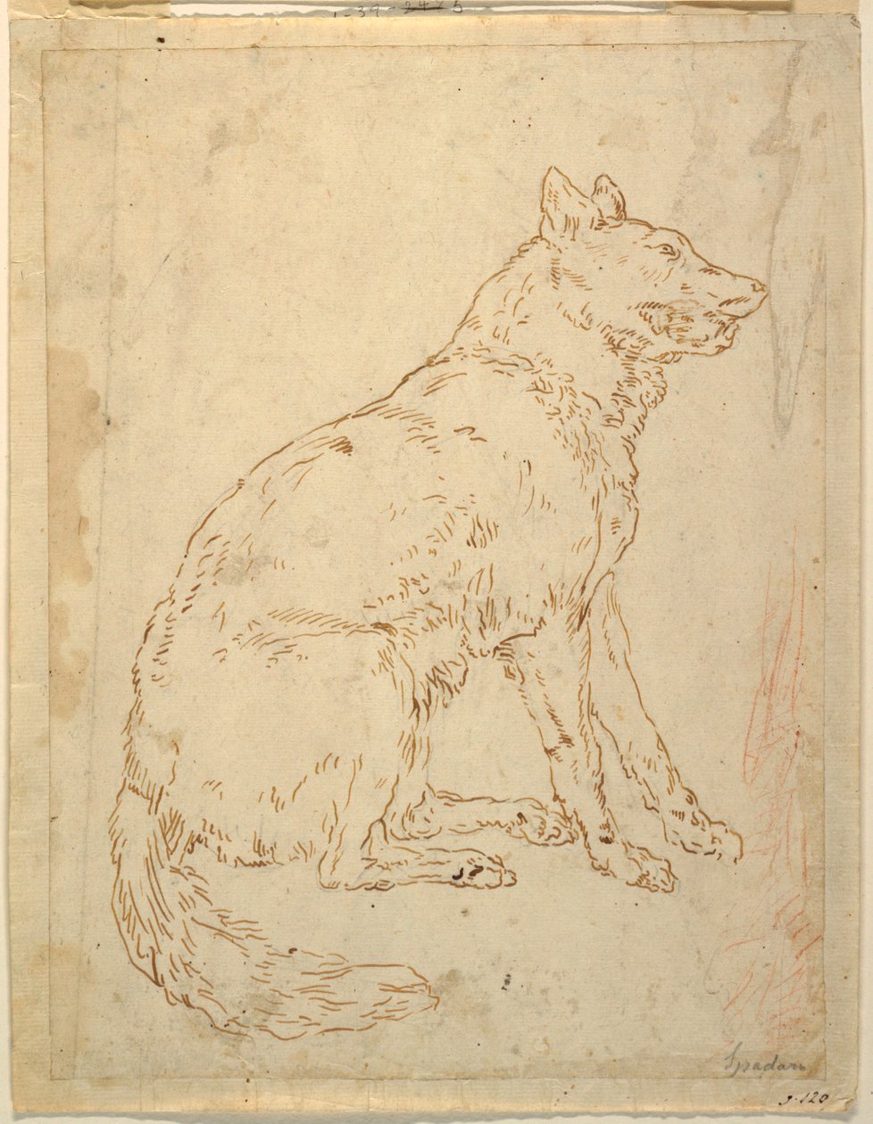 Studie av en fårehund av Unknown artist