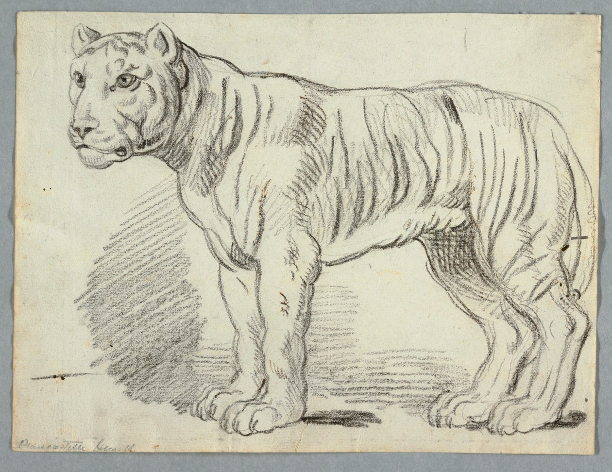 Studie av en tiger av Unknown artist