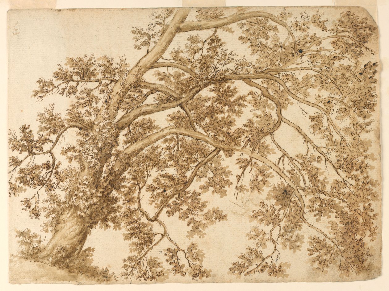 Studie av et tre av Unknown artist