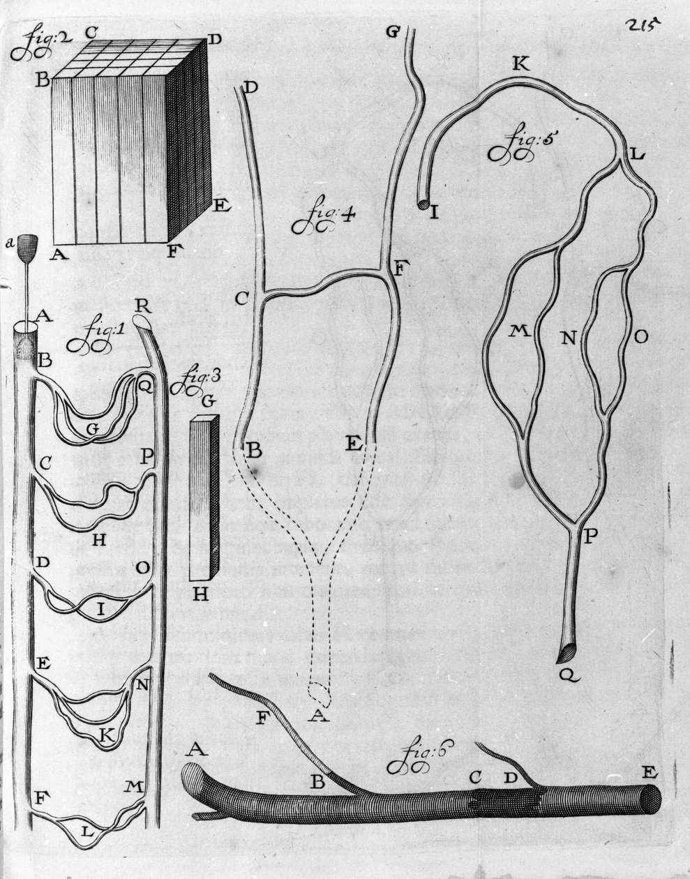 Studie av blodsirkulasjon hos flygende fisk og andre dyr Beskrivelse av den nederlandske handelsmannen og vitenskapsmannen Antoine van Leeuwenhoek (eller Leeuvenhoek Leeuwenhoeck) (eller Antoni eller Anthonie) (1632-1723) Gravering fra "Arcana Natura  av Unknown artist