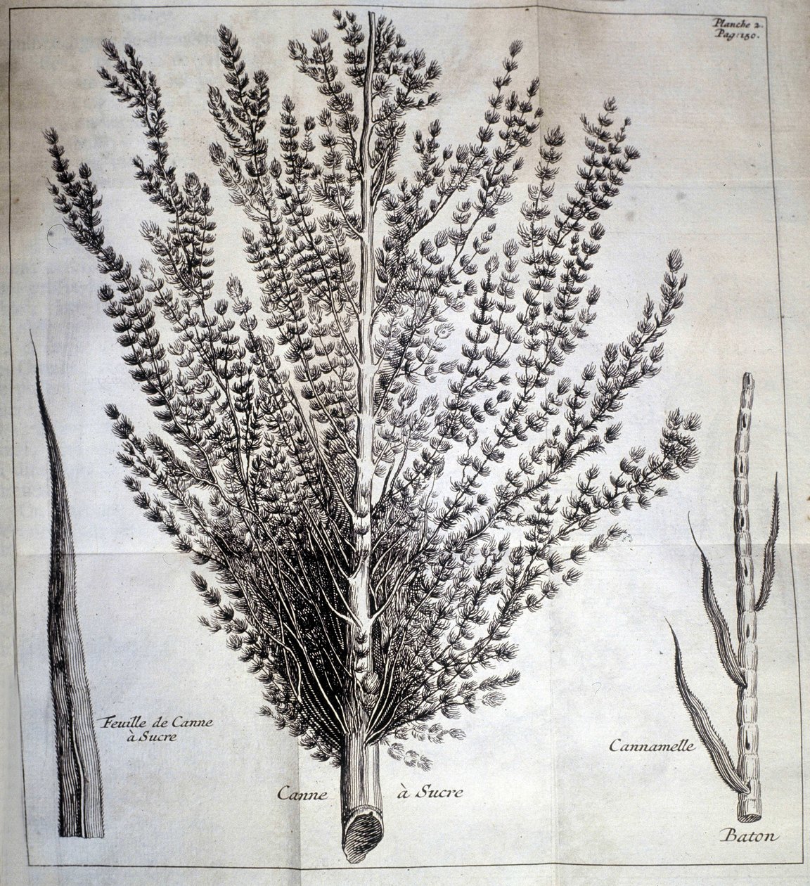 Sukkerrør med blad og pinne - I "" Natural History of Cocoa and Sugar"" av Unknown artist