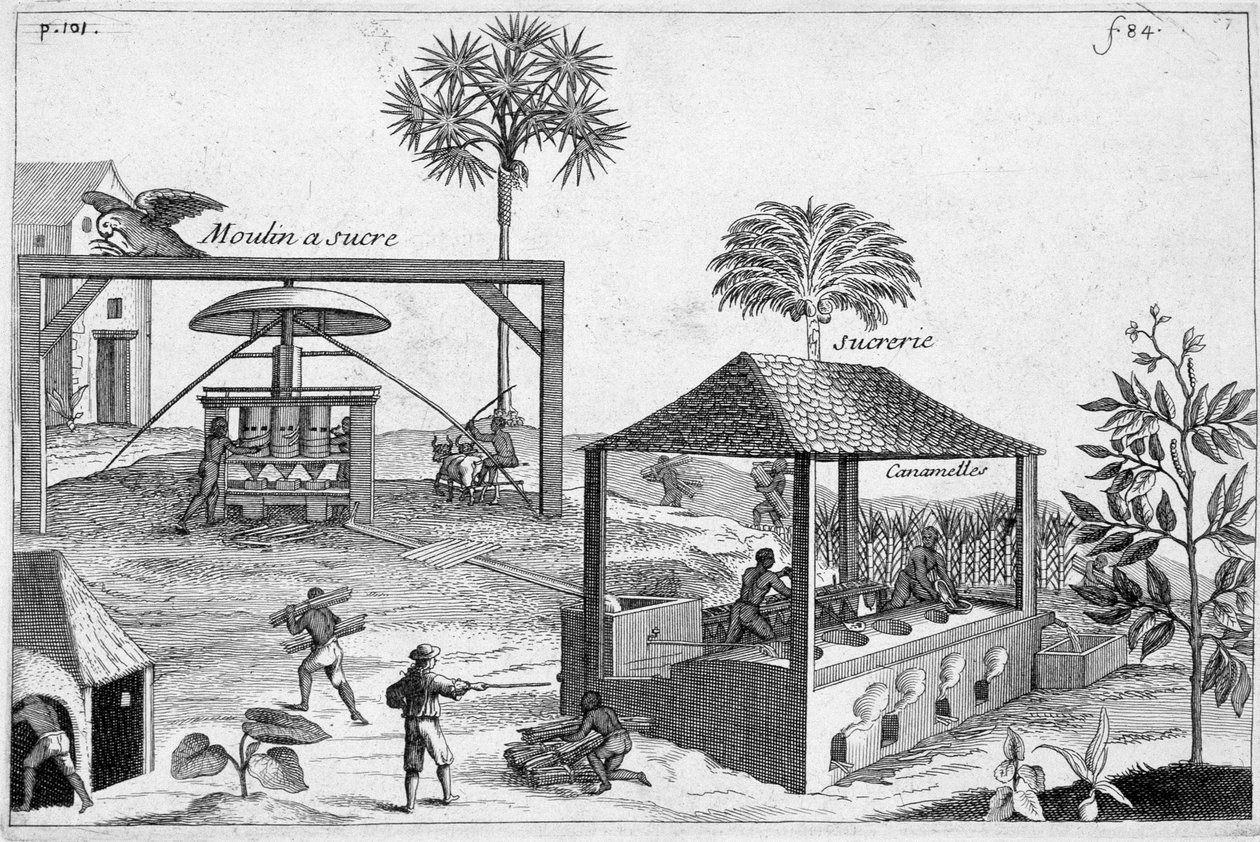 Sukkerproduksjon: Sukkermølle og sukkermølle - i "" General History of Drugs, Simple and Compounded"" av Pomet av Unknown artist