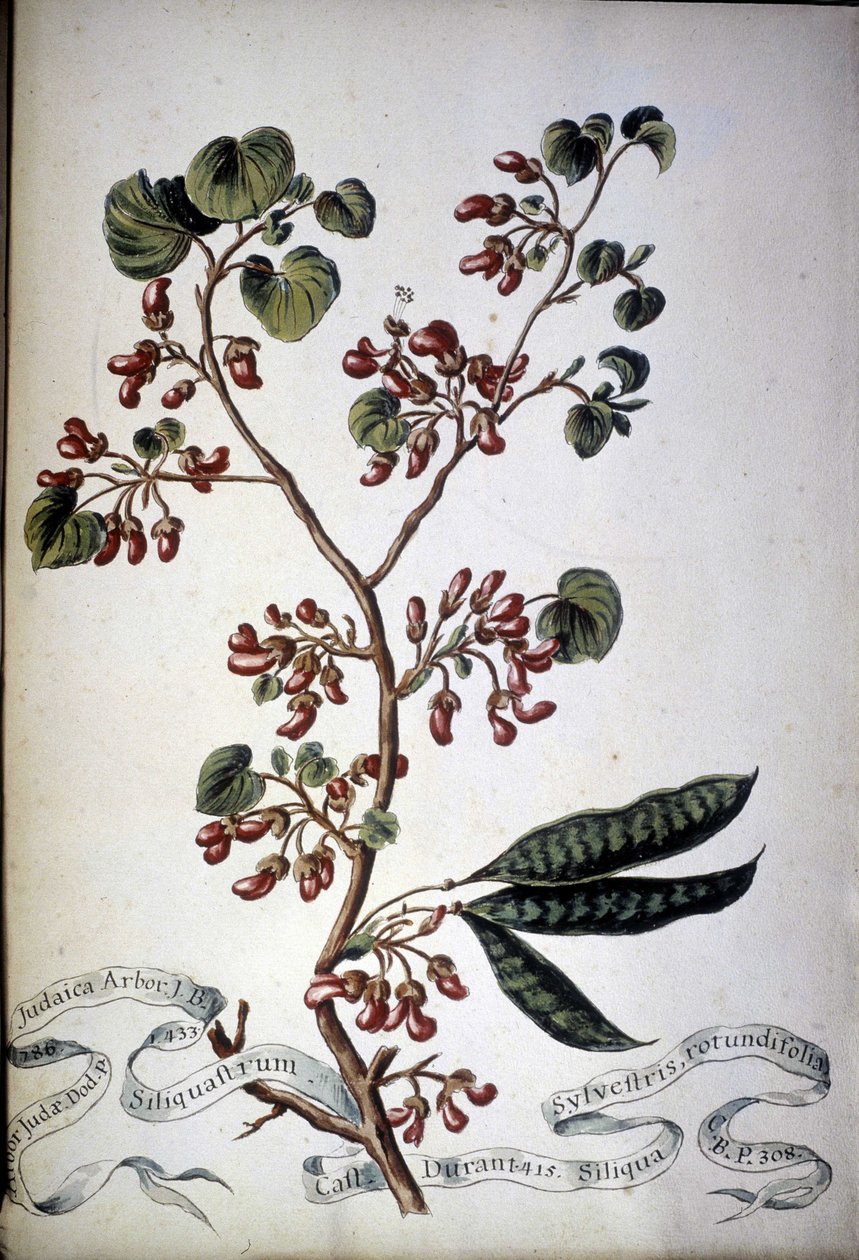 Sylvestris Rotundifolia. Herbarium fra 1800-tallet. av Unknown artist