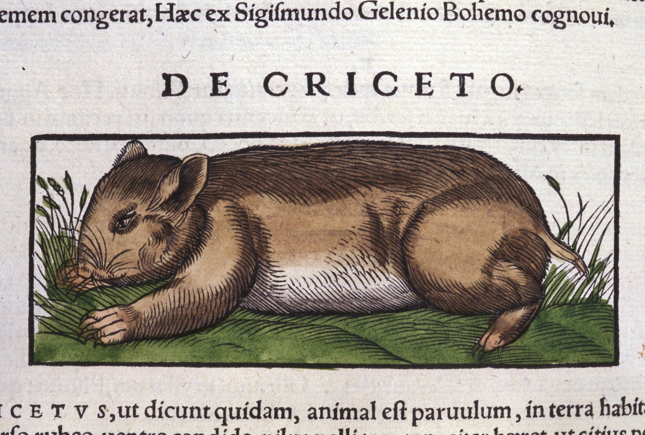 Hamsteren i dyrenes historie av Conrad Gesner (1516 - 1565), Tiguri av Unknown artist