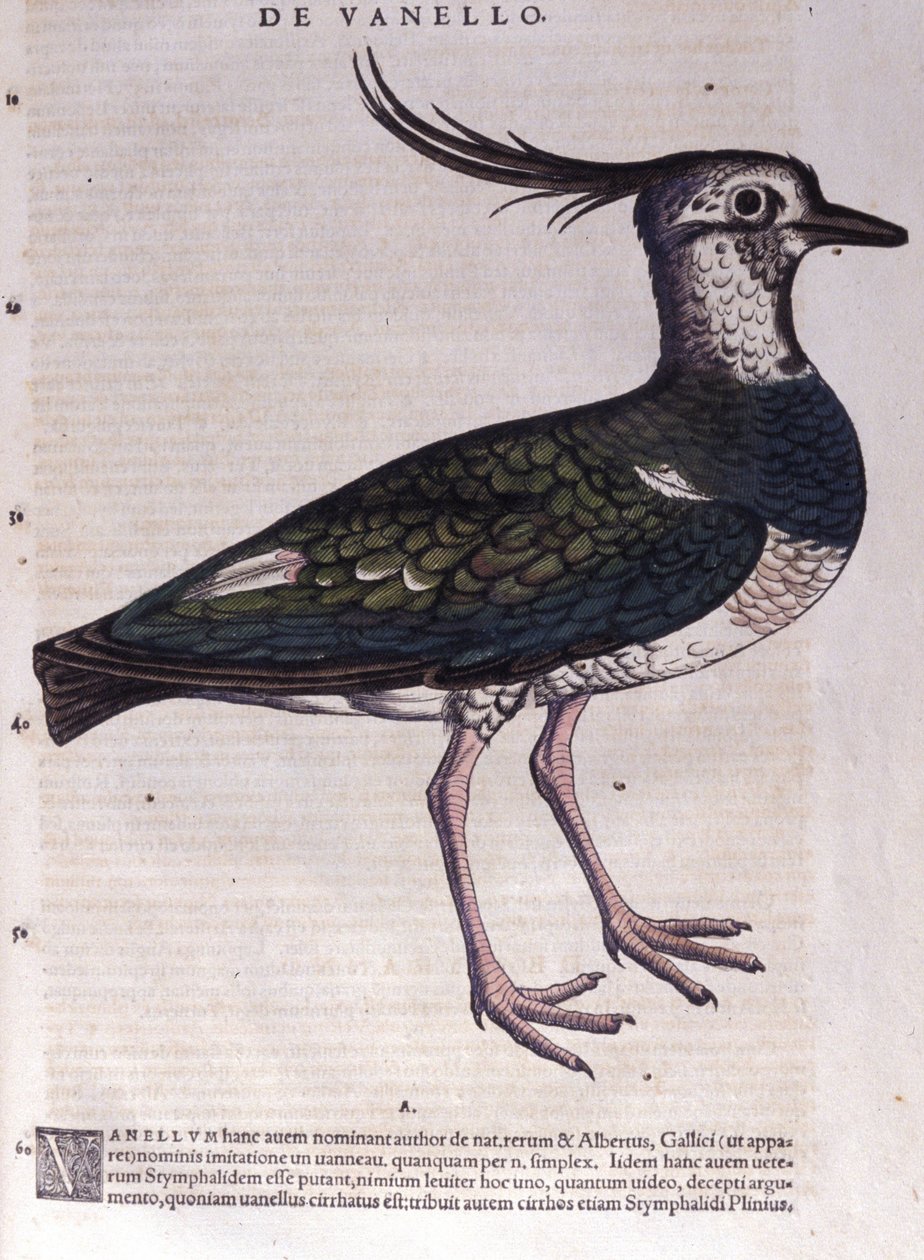 Lapwing in Historia Animalium av Conrad Gesner (1516 - 1565), Tiguri av Unknown artist