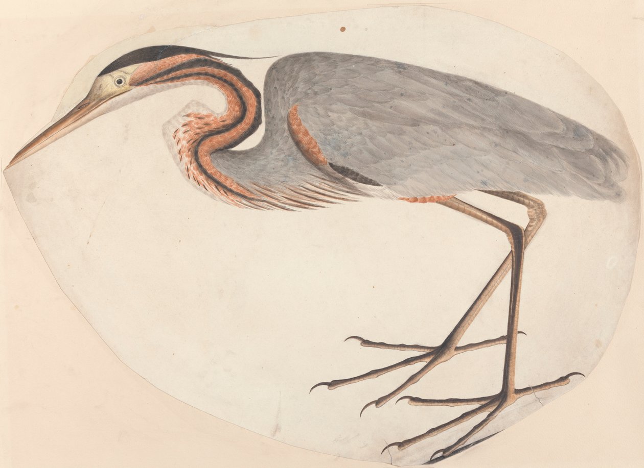 Den lilla hegre av Unknown artist