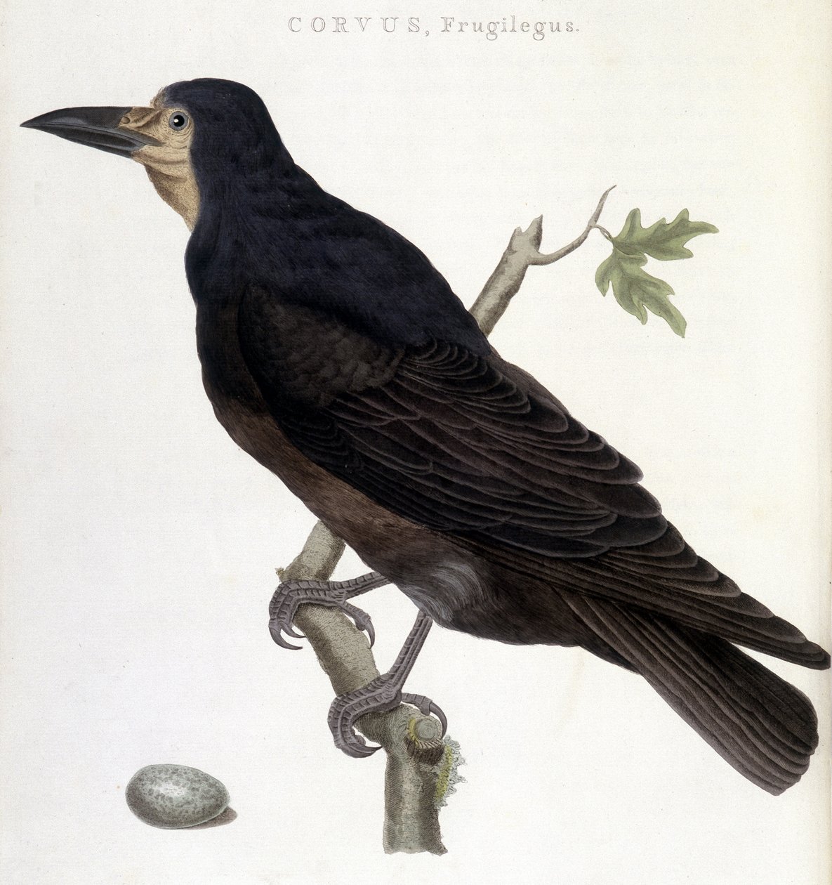 The Raven Frugilegus - naturhistorisk styre av Unknown artist