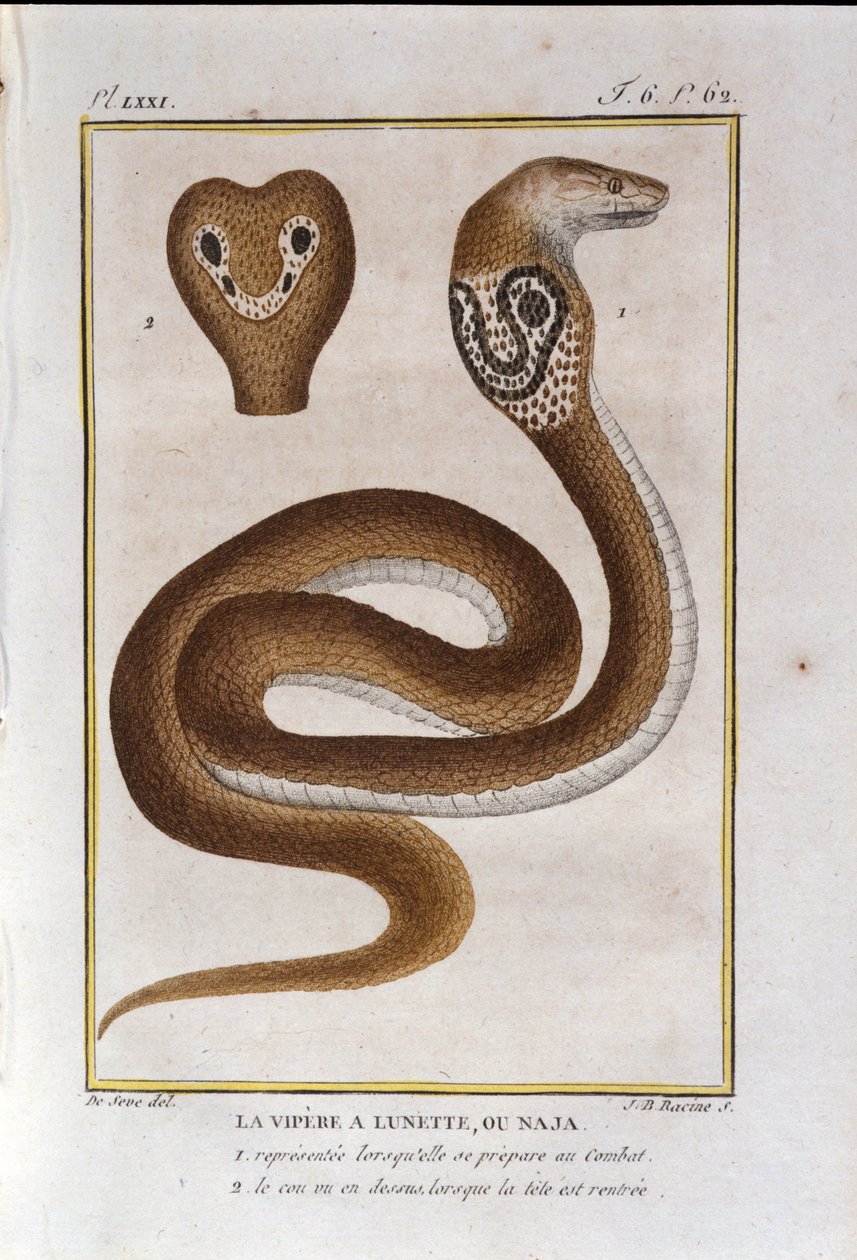 Bezel viper eller Naja. Plate hentet fra et forræderi av Natural History av "" Works of Buffon"" av naturforsker Georges Louis Leclerc, greve av Buffon (1707 - 1788). 1800-tallet av Unknown artist