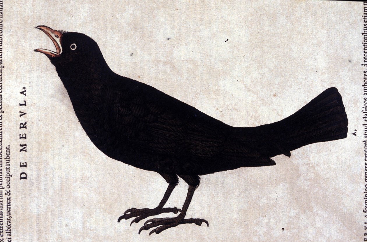 Svarttrosten etter Historiae animalium av Konrad Gesner, Tiguri av Unknown artist