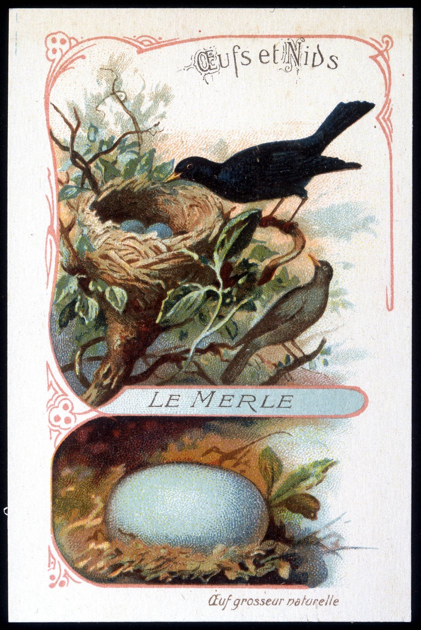 Svarttrosten og dens reir - kromo., slutten av 1800-tallet av Unknown artist