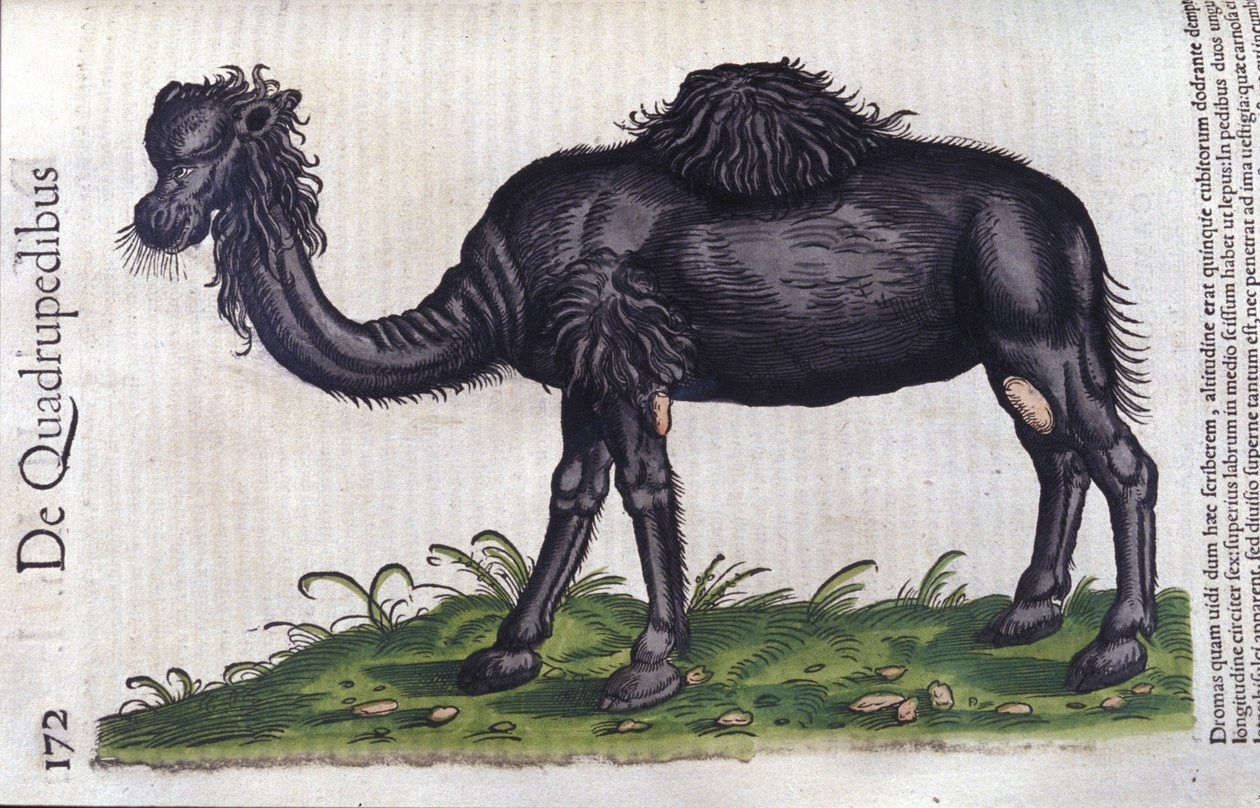 Kamelen fra History of the Animals av Konrad Gesner, Tiguri av Unknown artist
