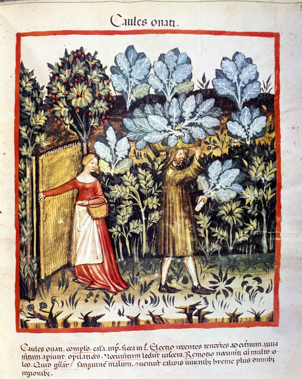 Avlingen av kålblomst i en grønnsakshage. Belysning fra melking av medisin og diett "" Tacuinum sanitatis"" av Unknown artist