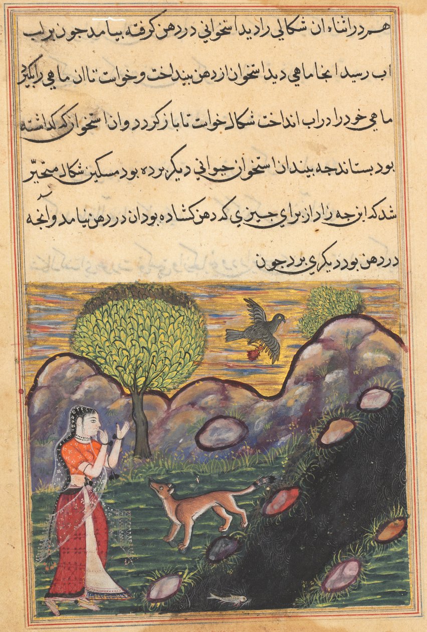 Svigerdatteren til kongen av Banaras ser sjakalen bli fratatt maten sin av en fugl, mens den uten hell prøver å fange en fisk, fra en Tuti-nama (Tales of a Parrot): Sixteenth Night av Unknown artist
