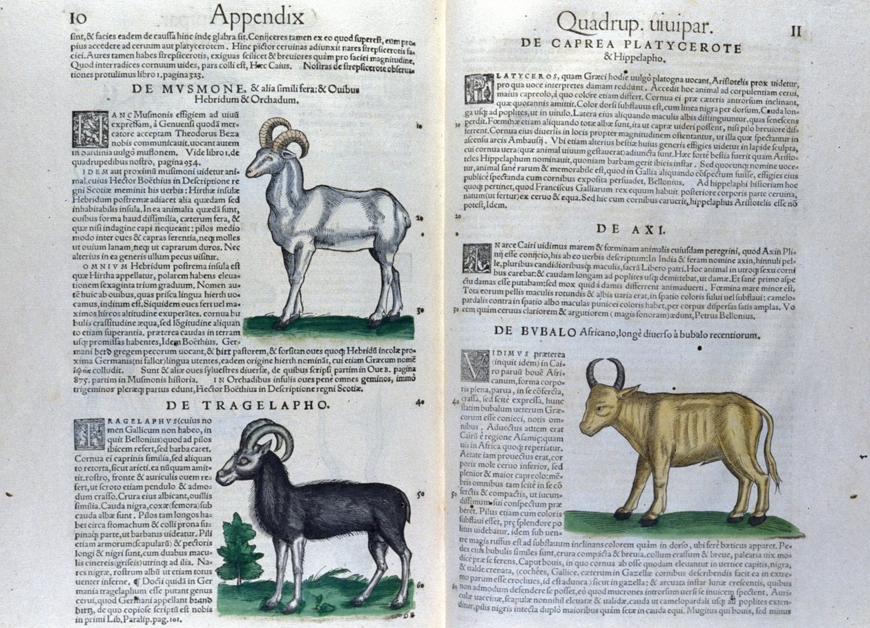 Dobbeltsiden til firbeinte i Historia Animalium av Conrad Gesner (1516 - 1565), Tiguri av Unknown artist