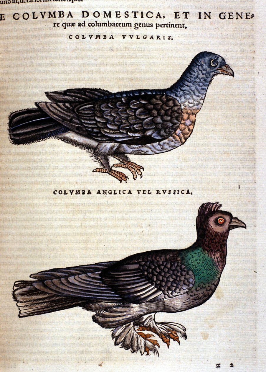 Duen etter Historia Animalium til Conrad Gesner, Tiguri 1560. Biblioteca nazionale Braidense. Milan av Unknown artist