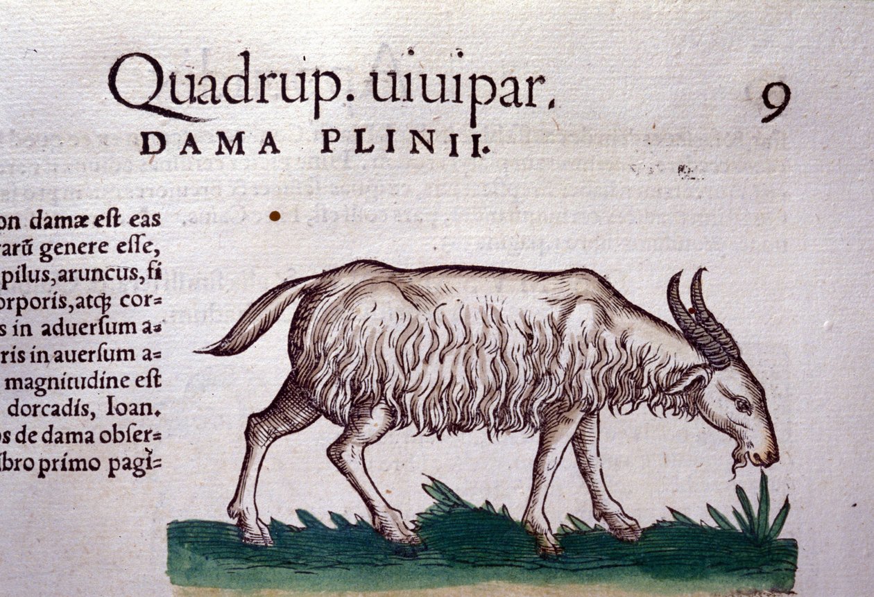 Bukken etter Historiae animalium av Konrad Gesner, Tiguri av Unknown artist