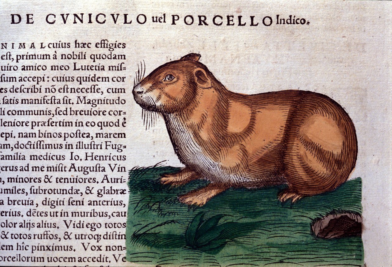 Marsvinet etter Historiae animalium av Konrad Gesner, Tiguri av Unknown artist