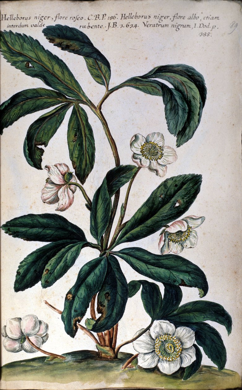 Hellebore eller svart hellebore, også kalt julerose. 18. århundre av Unknown artist