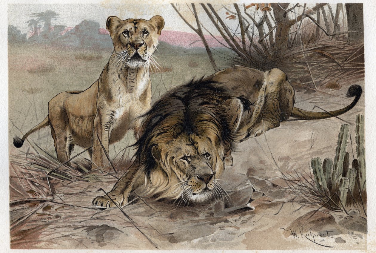 Løven (Panthera leo) - gravering fra "" Brehms dyreliv"" av Alfred Edmund Brehm (1829-1884) av Unknown artist
