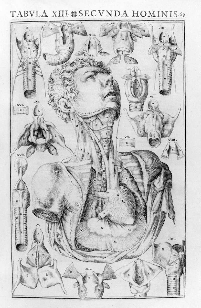 Orgelet til menneskets stemme etter Giovanni Casseri ""Stemmens og hørselsorganets anatomiske historie""" Ferrara 1601. av Unknown artist