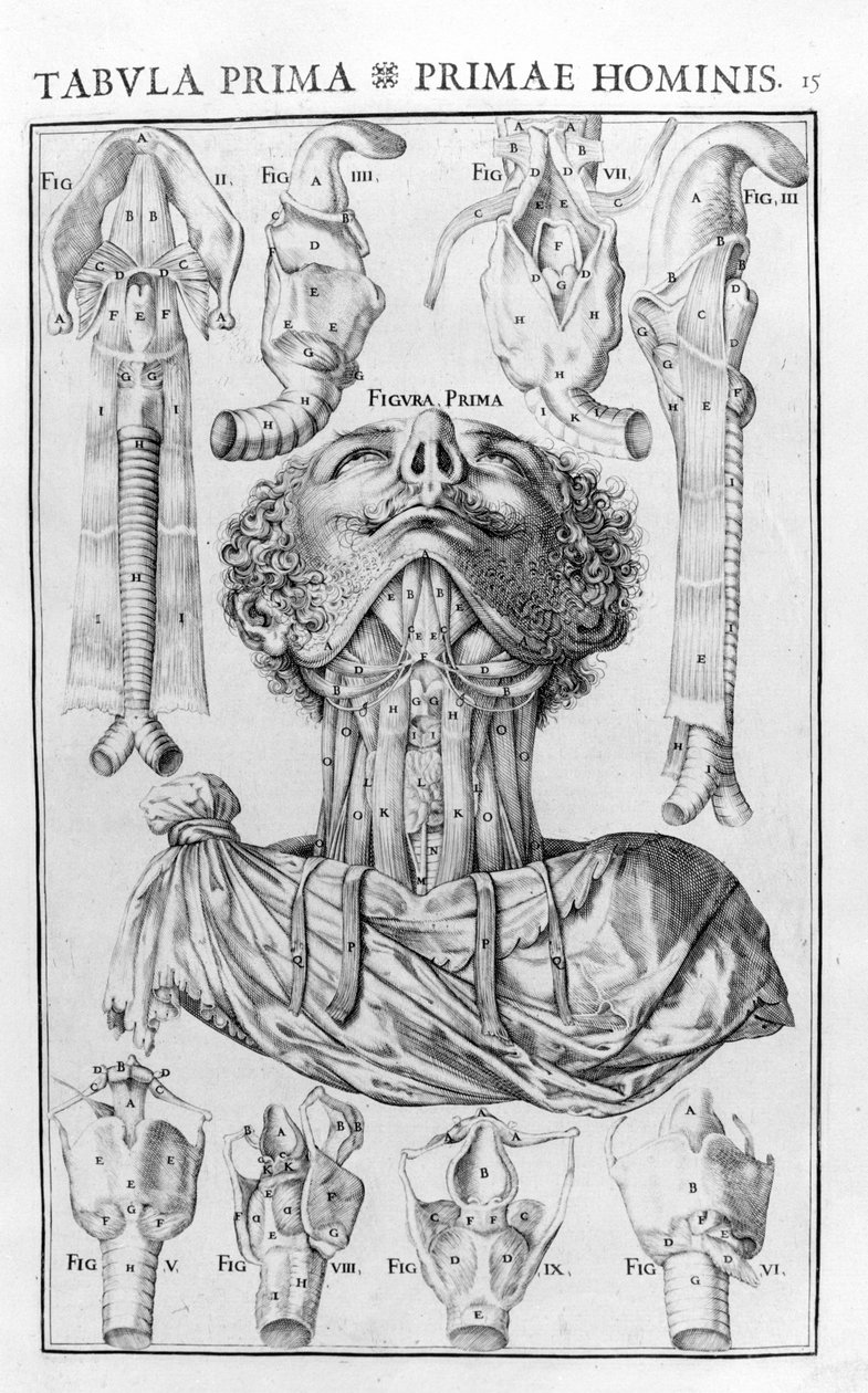 Orgelet til menneskets stemme etter Giovanni Casseri ""Stemmens og hørselsorganets anatomiske historie""" Ferrara 1601. av Unknown artist