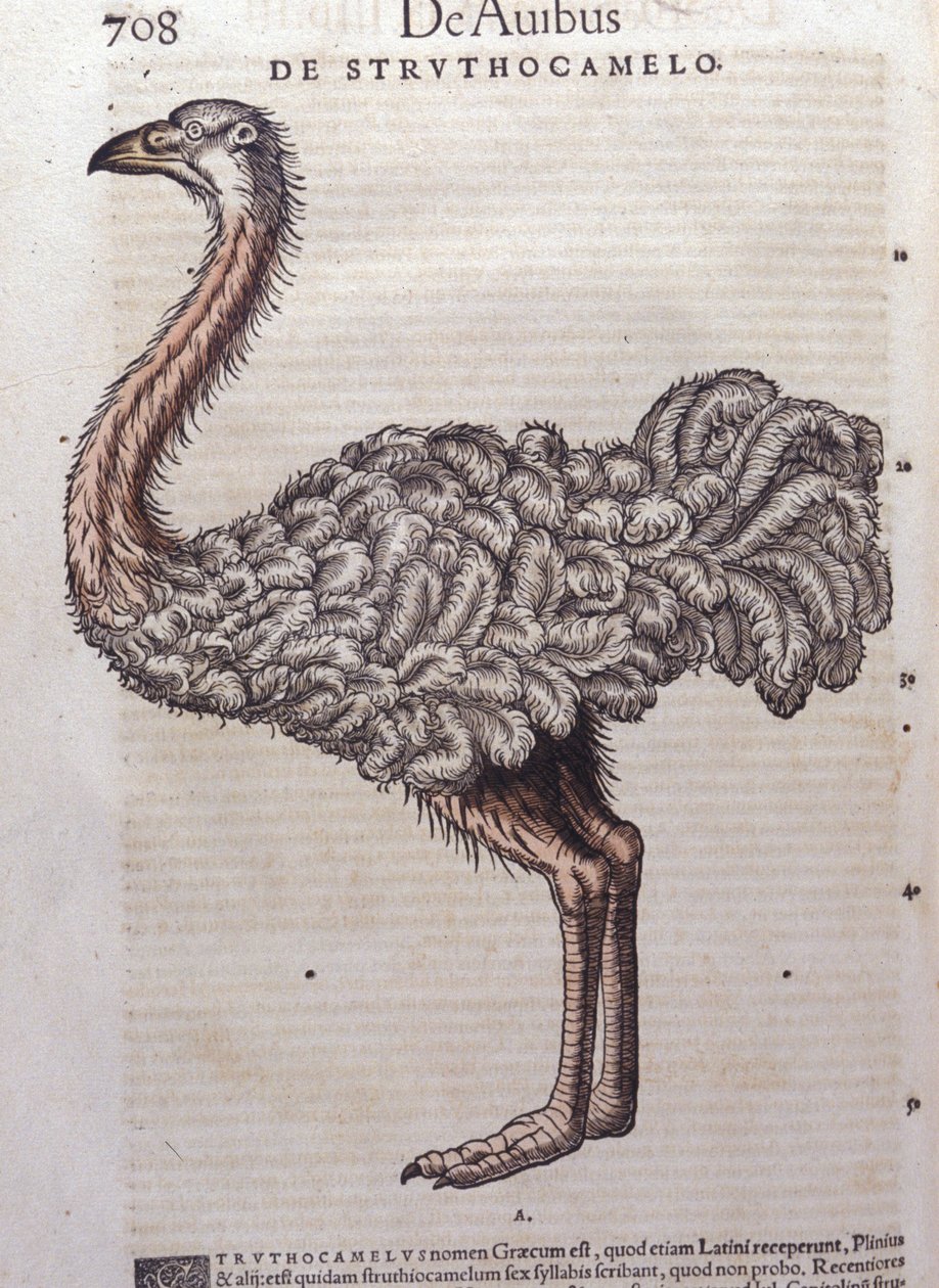 Strutsen - fra Historiae animalium av Konrad Gesner, Tiguri av Unknown artist