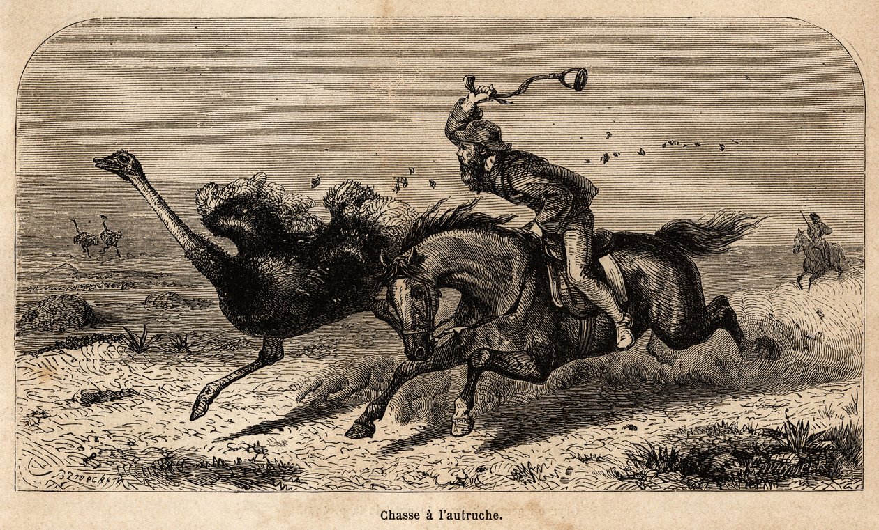 Strutsjakten, tegnet fra et fotografi, for å illustrere historien om jakt i Afrika av William Charles Baldwin mellom 1852 og 1860. Gravering i "" Le tour du monde", redigert av Edouard Charton av Unknown artist