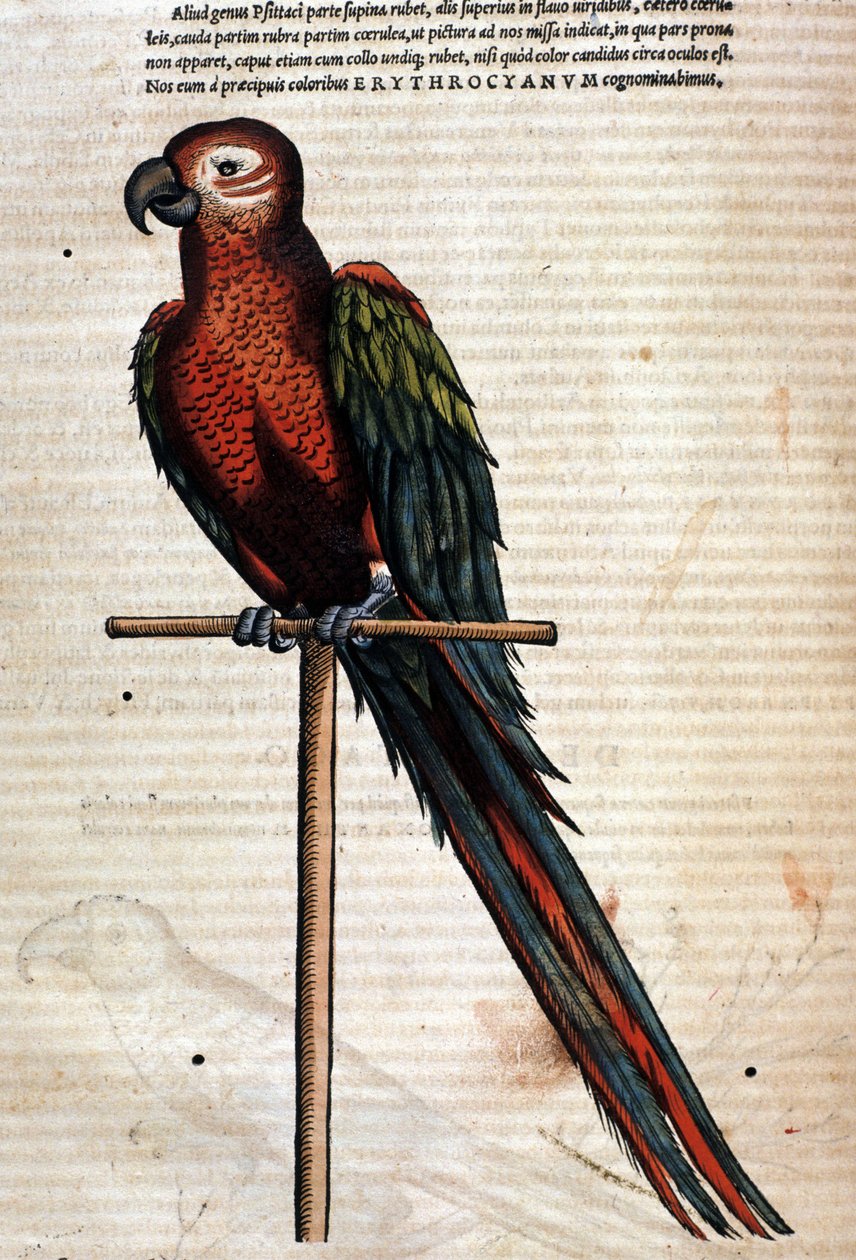 Papegøyen etter Historia Animalium av Conrad Gesner, Tiguri 1560. Biblioteca Nazionale Braidense. Milan av Unknown artist