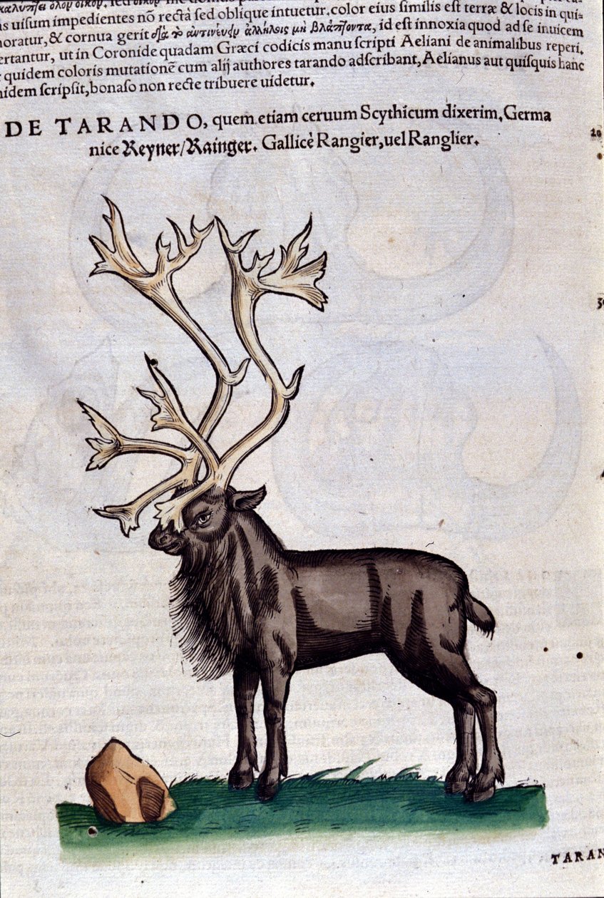 Reinen etter Historia animalium av Konrad Gesner, Tiguri av Unknown artist