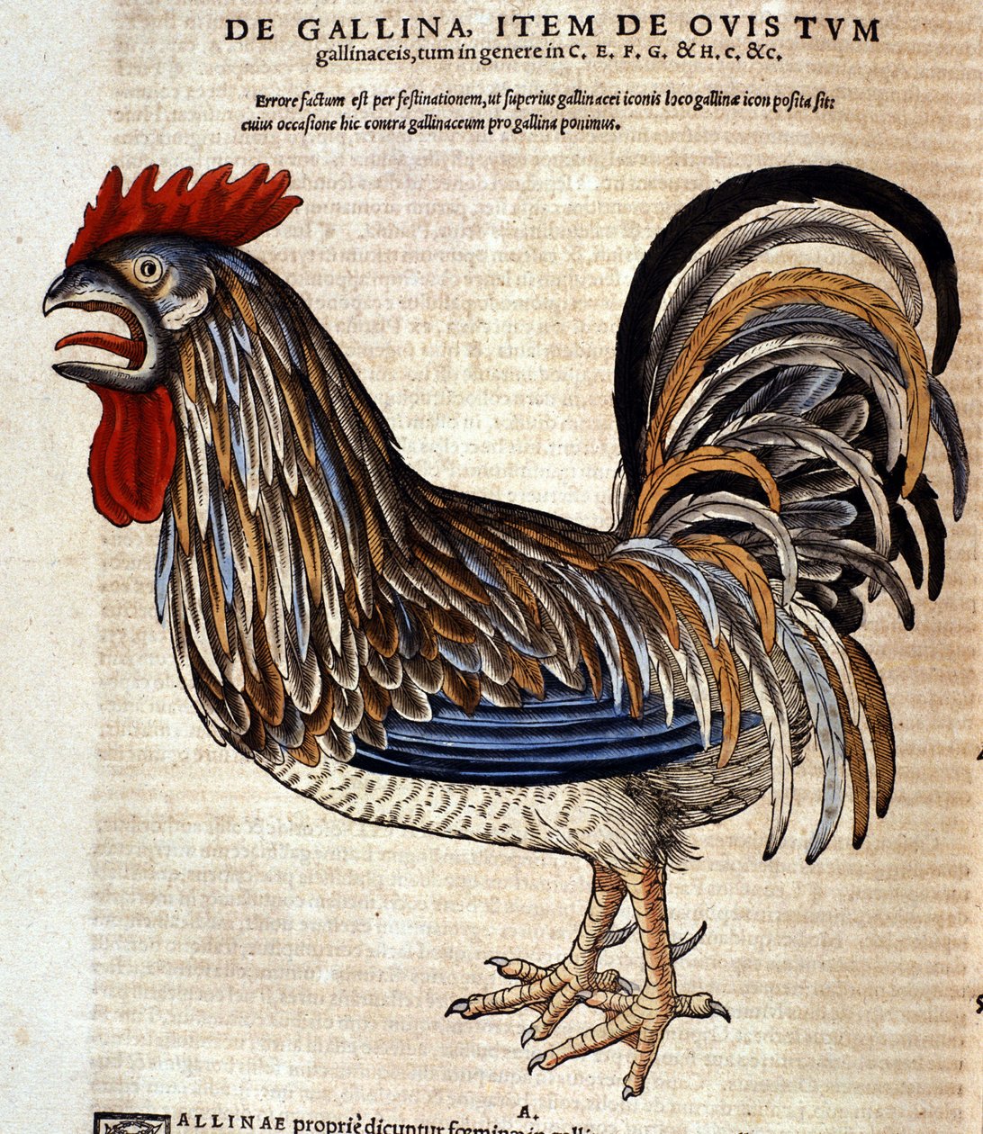 Hanen etter Historia Animalium av Conrad Gesner, Tiguri 1560. Biblioteca nazionale Braidense. Milan av Unknown artist