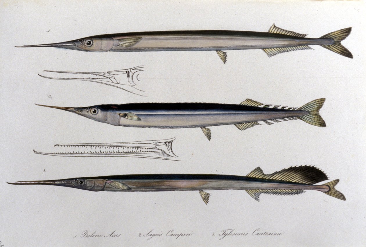 Sjønålen. Naturhistorisk styre. 1800-tallet. av Unknown artist