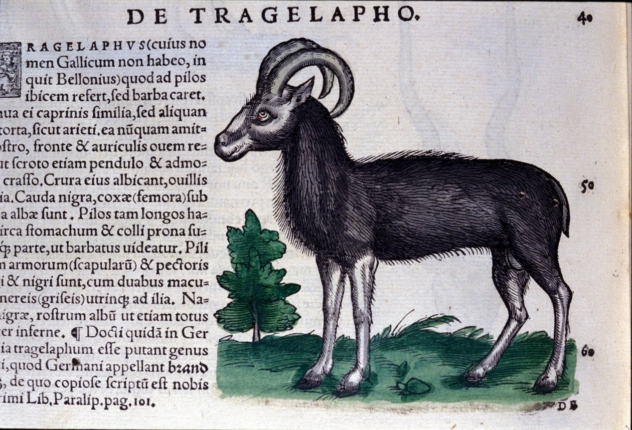 Sauene i Historia Animalium av Conrad Gesner (1516 - 1565), Tiguri av Unknown artist