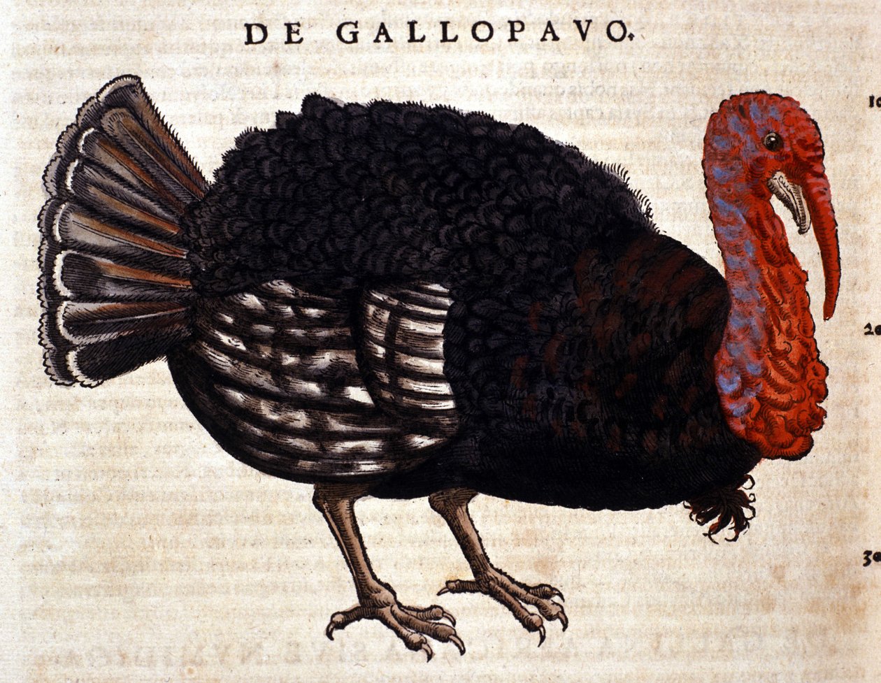 Kalkunen etter Historia Animalium til Conrad Gesner, Tiguri 1560. Biblioteca nazionale Braidense. Milan av Unknown artist