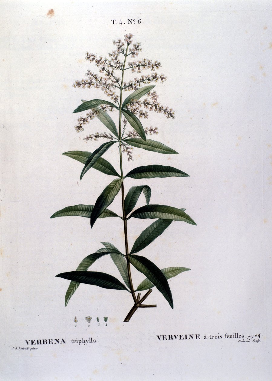 Verbenaen. 1800-talls gravering. av Unknown artist
