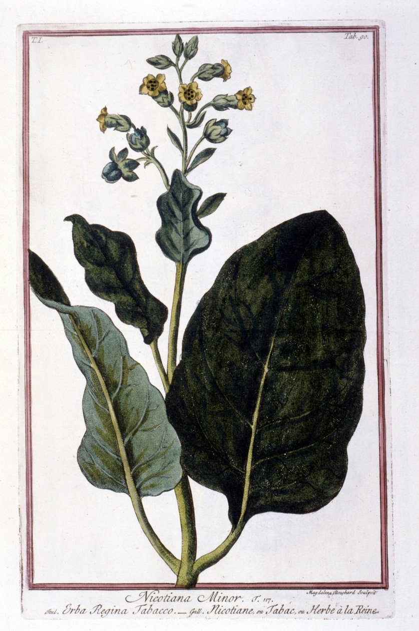 Tobakksplante (Nicotiana Minor). Botanisk tavle fra et herbarium fra 1700-tallet. av Unknown artist