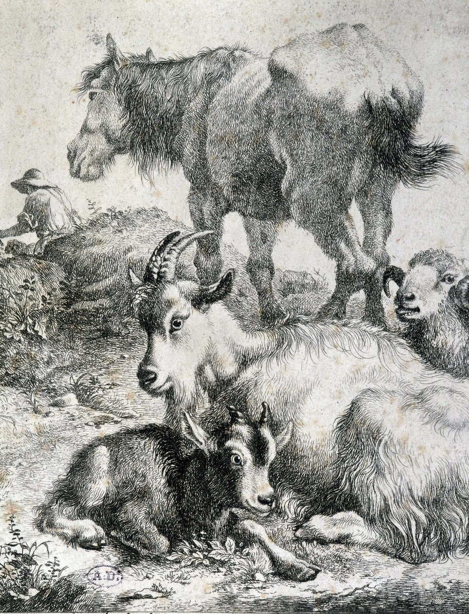 Traught hest, geit, geit og vær - gravering av Unknown artist