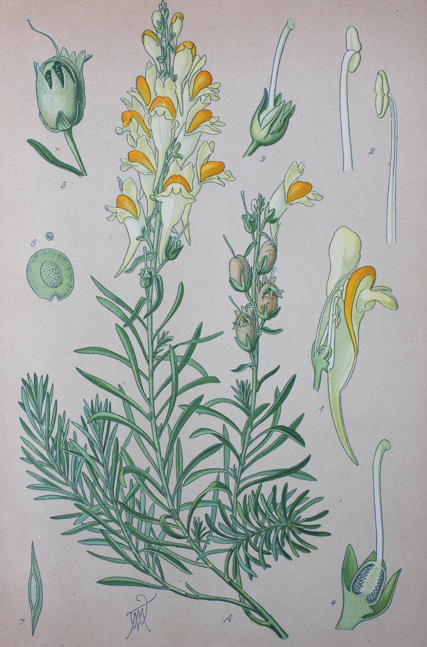 Ekte paddelin (Linaria), plantearter av slekten, vanlig paddelin, vanlig paddelin av Unknown artist