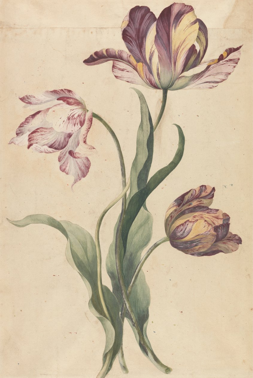 Tulipaner av Unknown artist