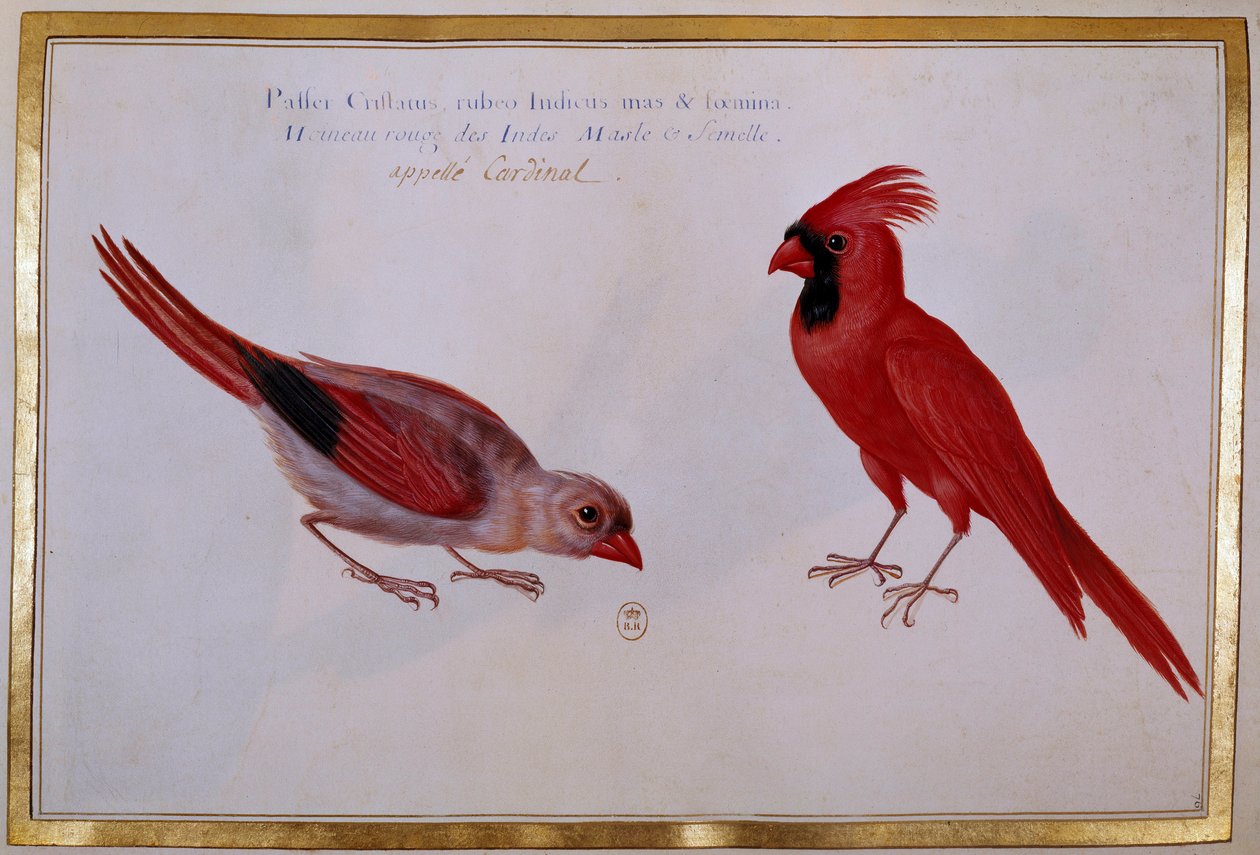 To kardinalfugler, rød spurv fra India. Ornitologisk styre på 1700-tallet. Paris, B.N. av Unknown artist